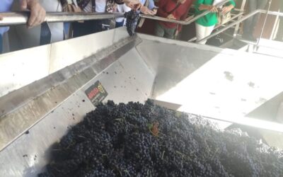 Bodega Viña Pedrosa: todo un referente de vinos de calidad